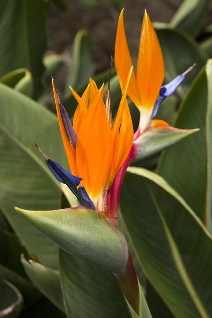 Giant Bird of Paradise - Image 2