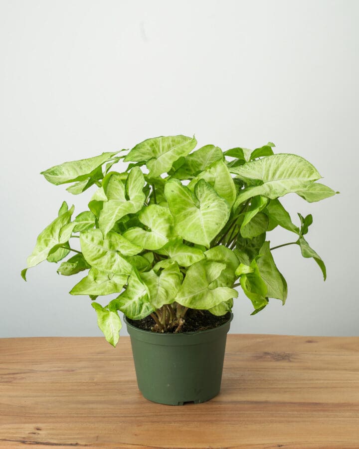 White Butterfly Arrowhead Plant - Image 2