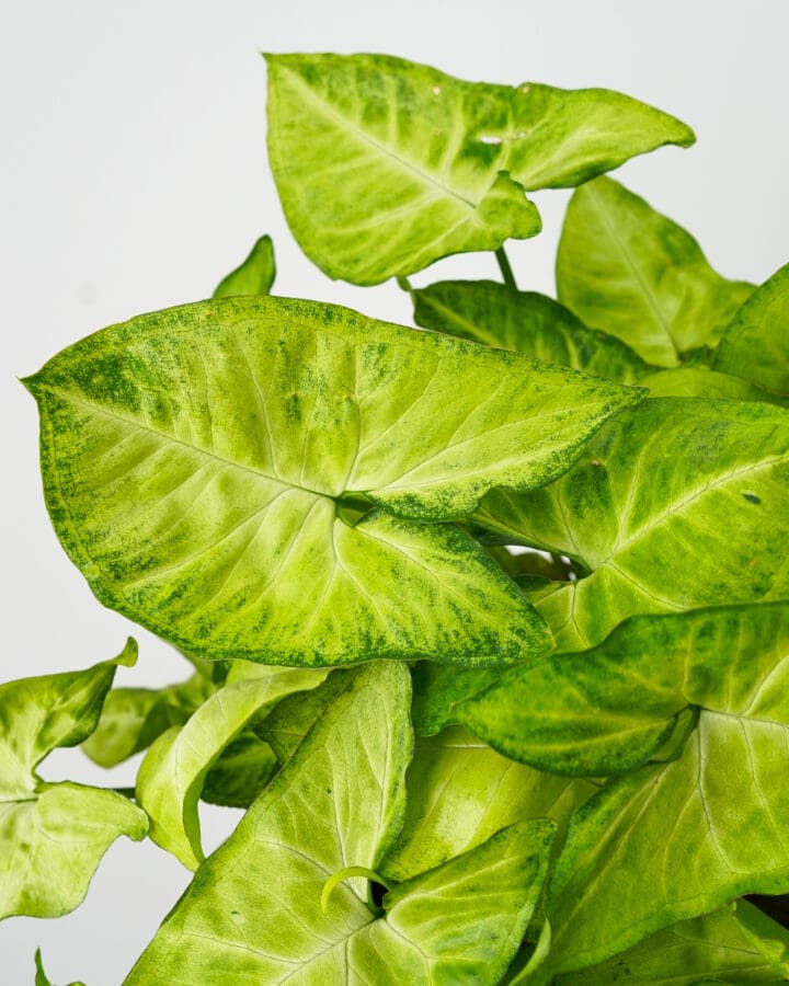 White Butterfly Arrowhead Plant - Image 3