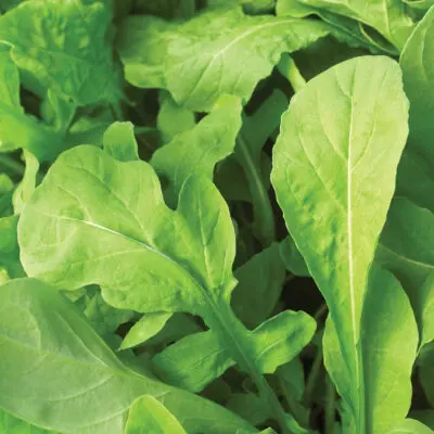 Astro Arugula