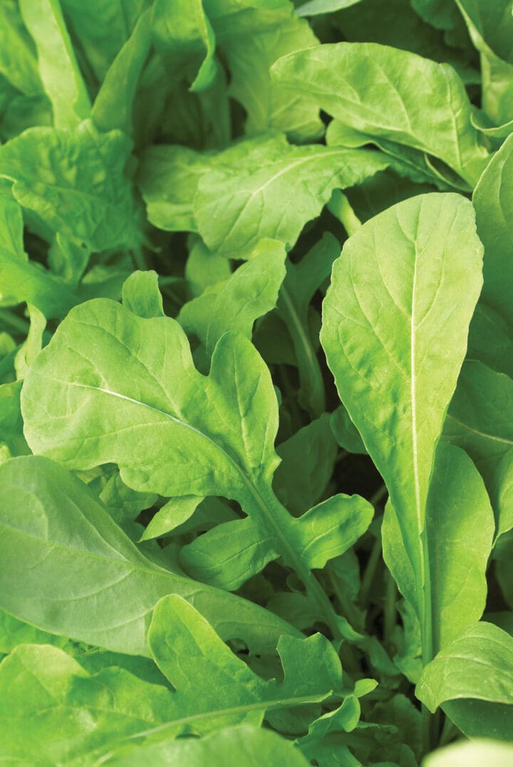 Astro Arugula