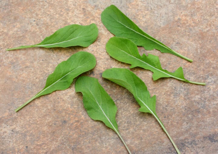 Astro Arugula - Image 2