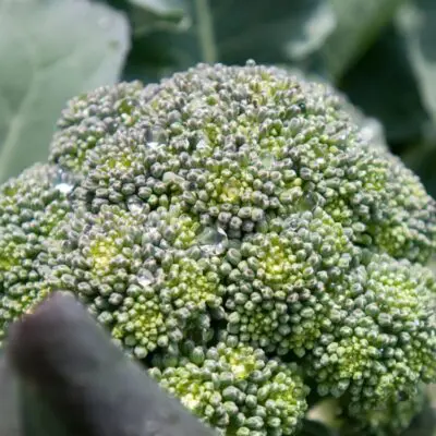 Lieutenat Broccoli