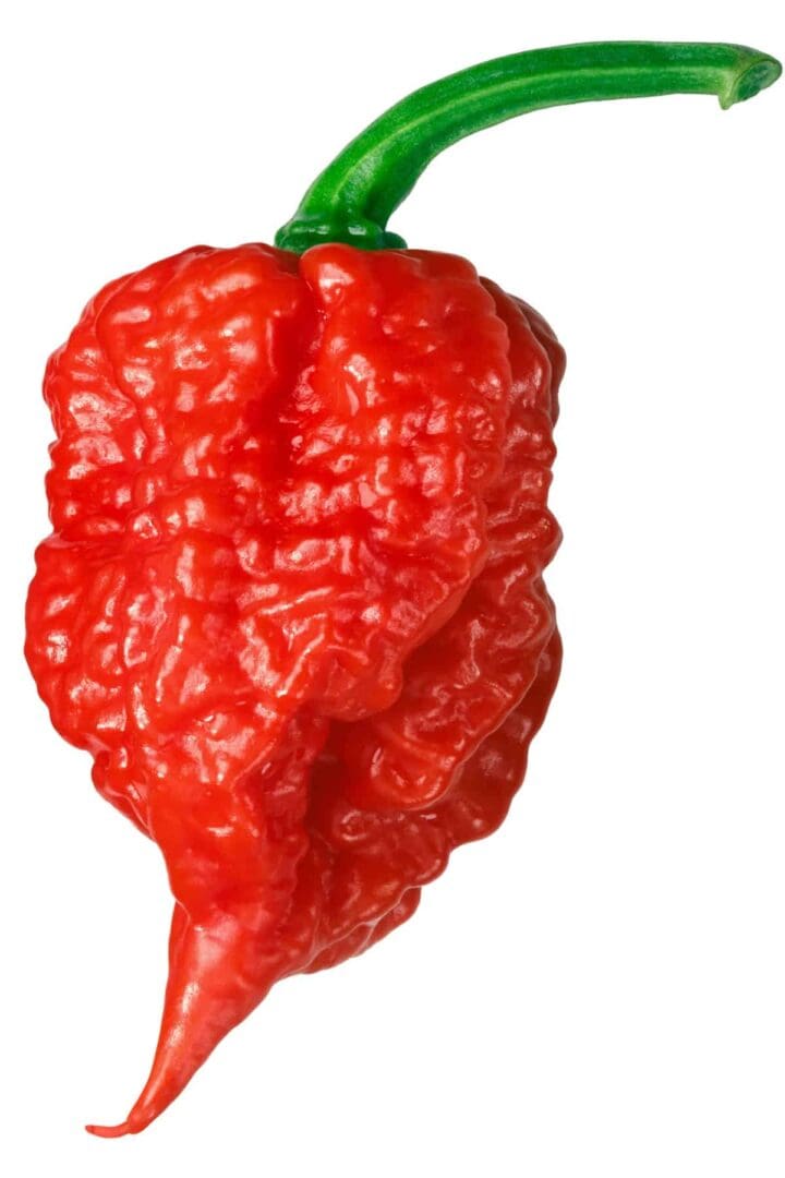 Carolina Reaper (Hottest in the World) Pepper - Image 3