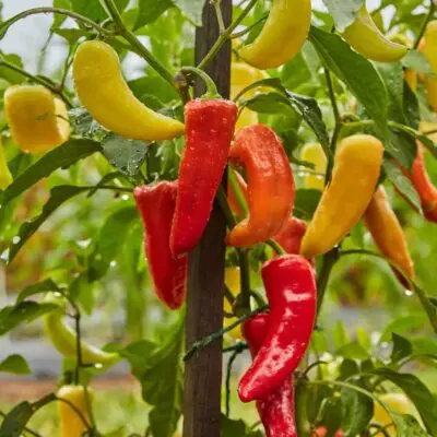 Sweet Banana (Sweet) Pepper