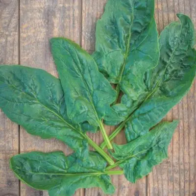 Spinach Seaside