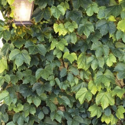 Green Showers Boston Ivy