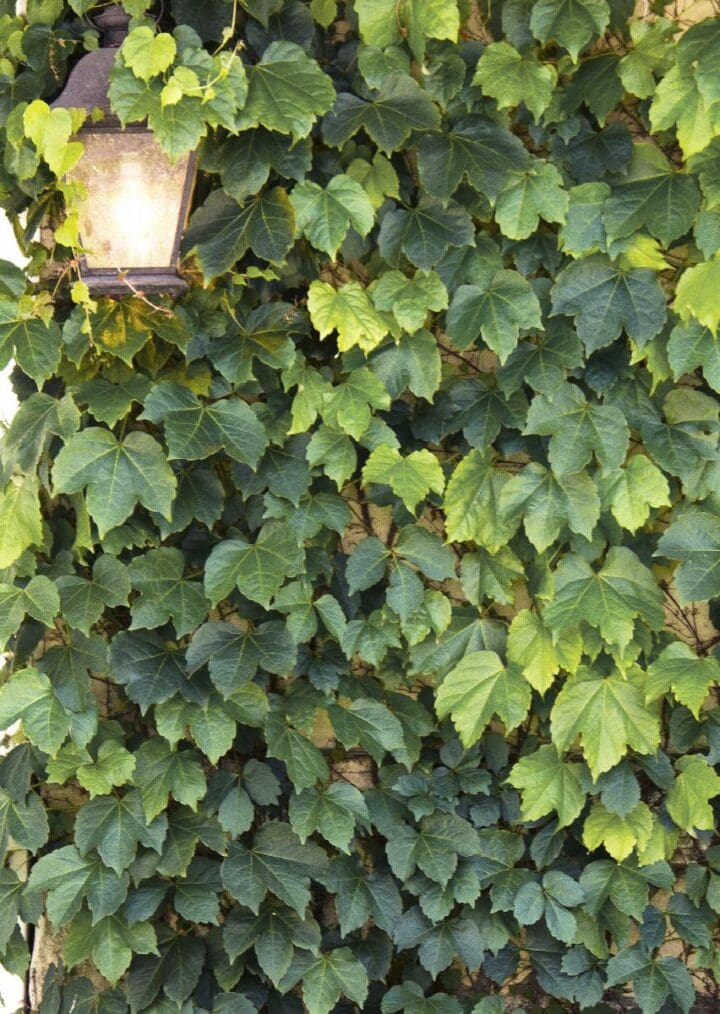 Green Showers Boston Ivy