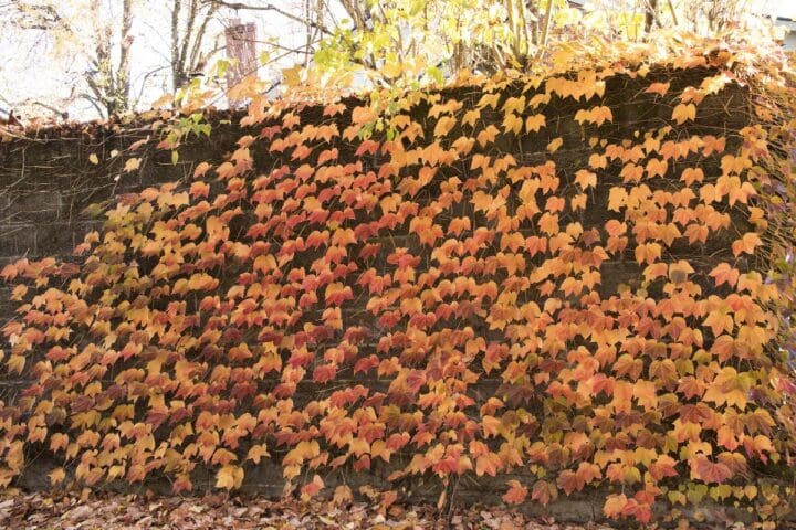 Green Showers Boston Ivy - Image 3