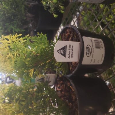 Amber Gold Arborvitae