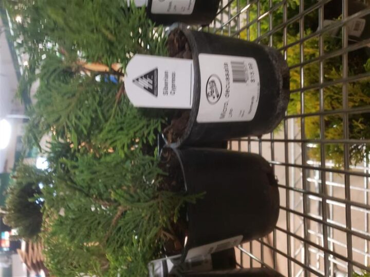 Siberian Cypress