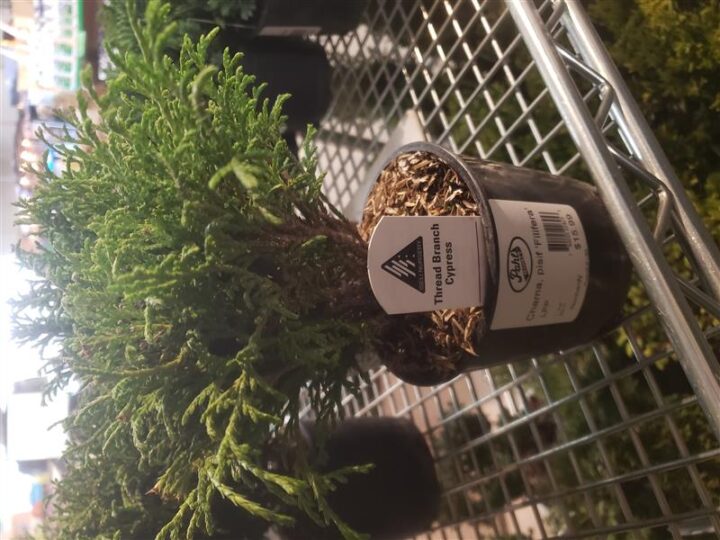 Thread Branch Cypress