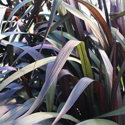 Vertigo Grass