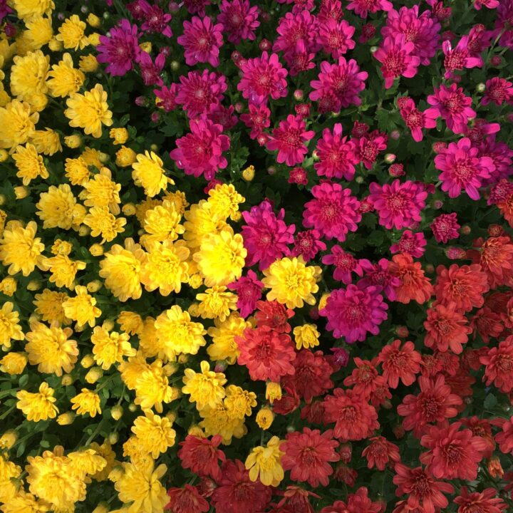 Tricolor Mum (Confetti Garden Virgo)