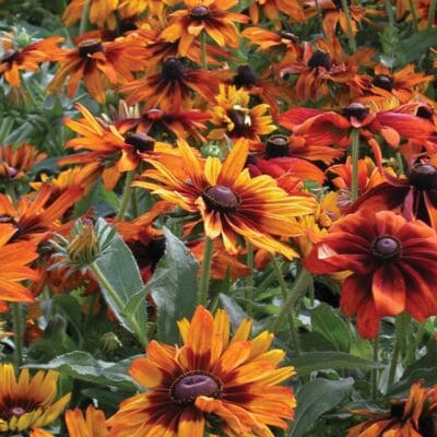 Cappacino Rudbeckia