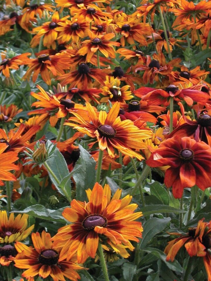 Cappacino Rudbeckia