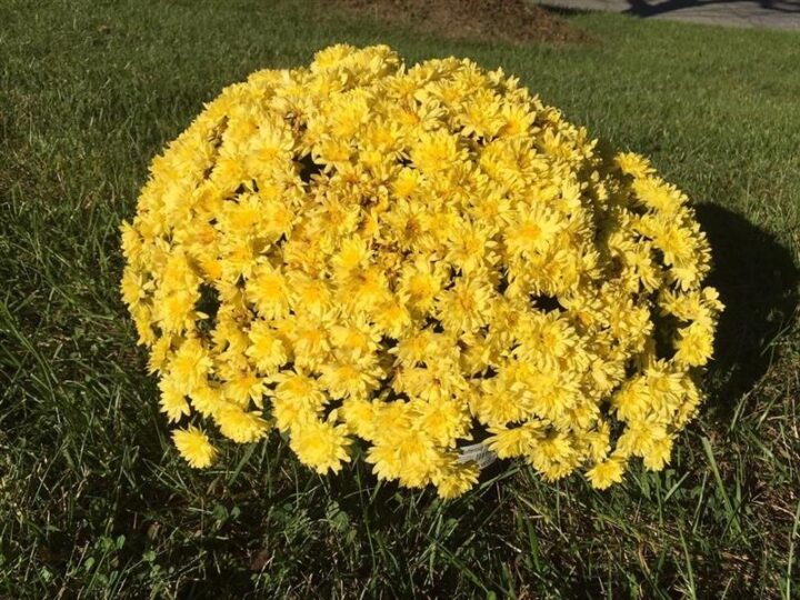 Buttercup Yellow Mum