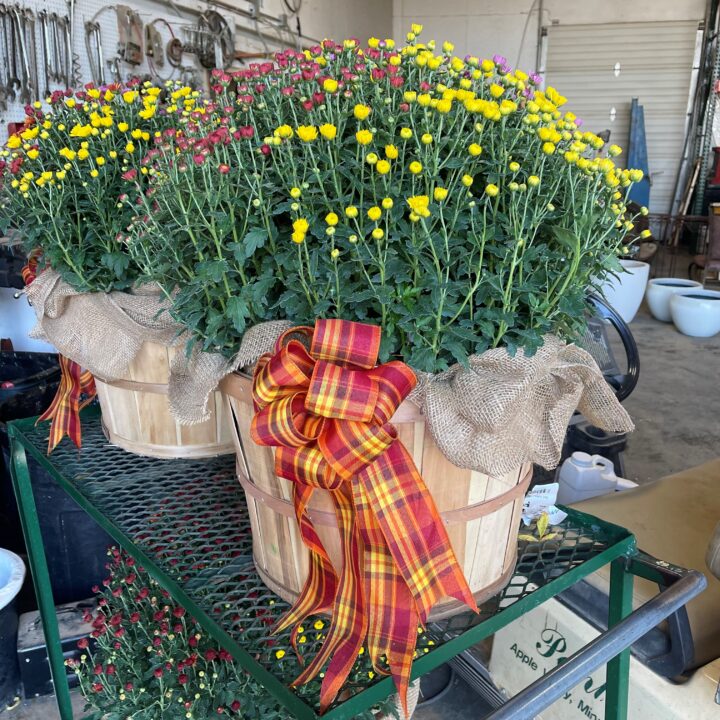 Small Tricolor Mums with Bow and Burlap