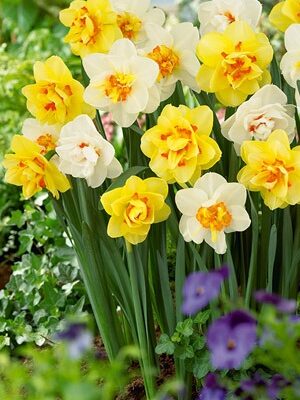 Narcissus Double Blend