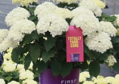 More Blooms, Less Effort: Meet the Flowerfull™ Hydrangea