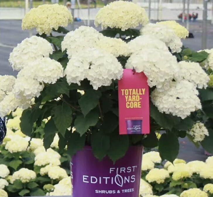 More Blooms, Less Effort: Meet the Flowerfull™ Hydrangea