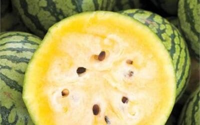 Yellow Doll Watermelon