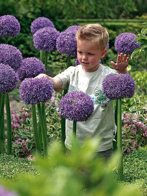 Allium Gladiator In OTB