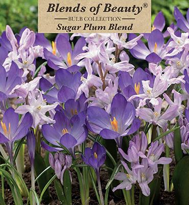 Assorted Bulbs - Sugar Plum Blend