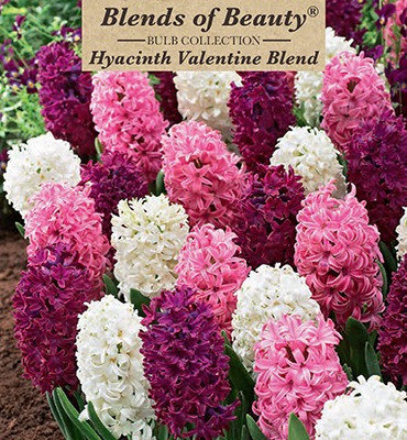 Hyacinth Valentine Blend