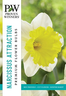 Narcissus Attraction
