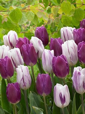 Tulip Purple Blend