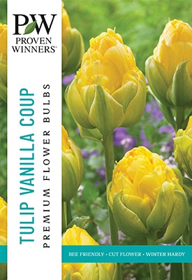 Tulip Vanilla Coup