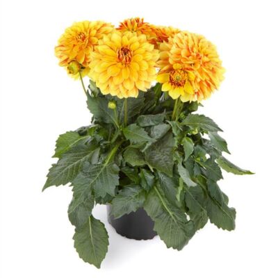 Grande Fun Sunrise Dahlia