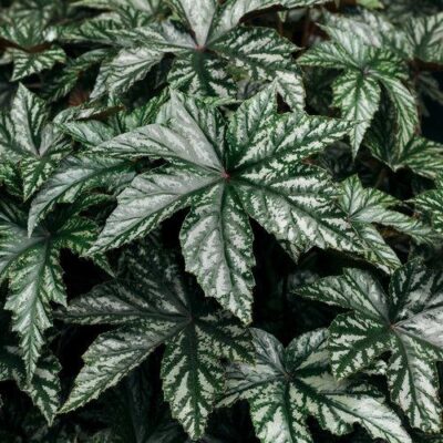 Pegasus Begonia