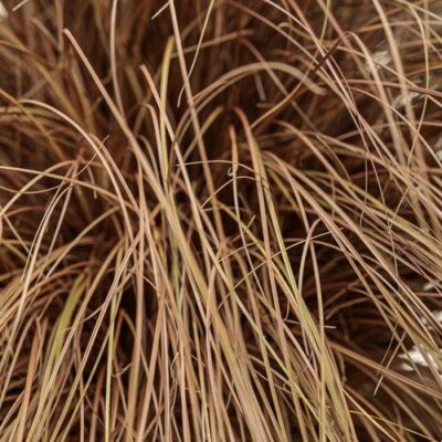 Toffee Twist Ornamental Grass
