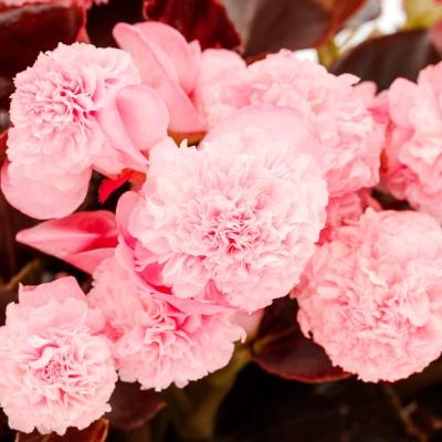 Birthday Bash Cotton Candy Begonia