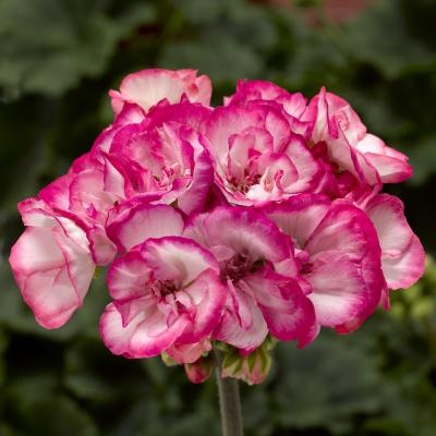 Tango Strawberry Ice Zonal Geranium 14" XL Patio Pot