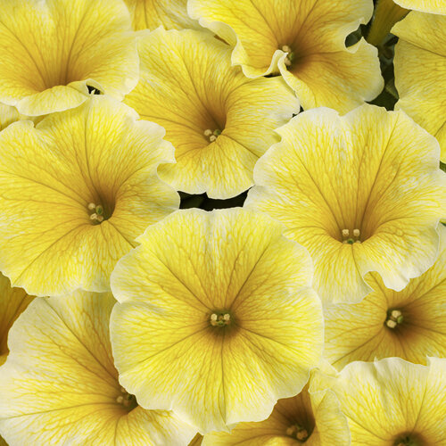 Supertunia Saffron Finch Petunia