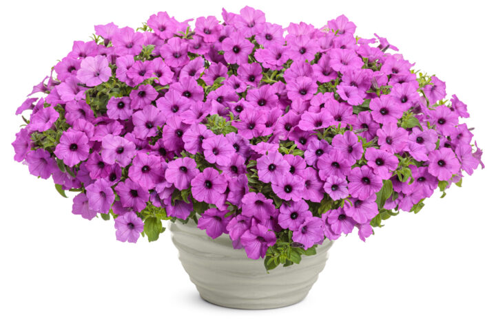 Supertunia Vista Jazzberry Petunia - Image 3