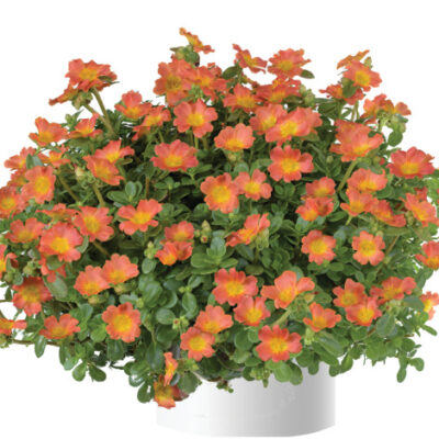 Pazzaz Nano Orange Portulaca