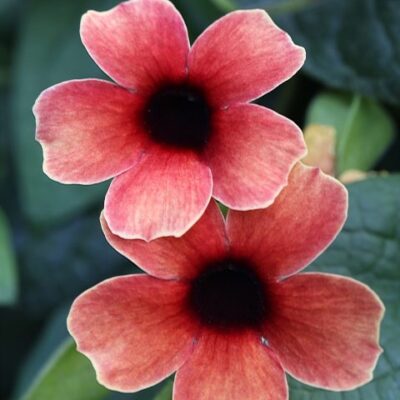 TowerPower Red Thunbergia