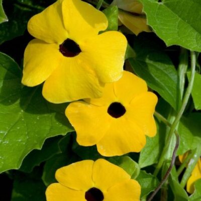 TowerPower Yellow Thunbergia