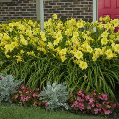 Going Bananas Daylily