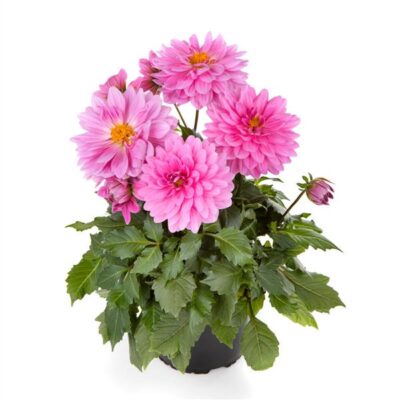 Grande Pink Dahlia