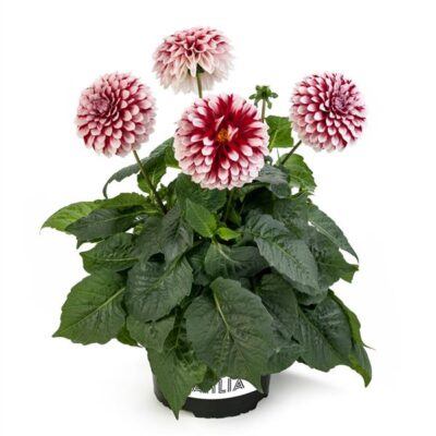 Dahlia Grande Fun Red White