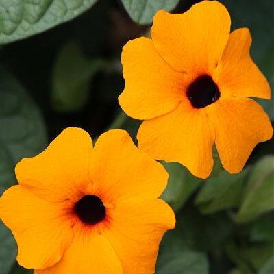 TowerPower Orange Thunbergia