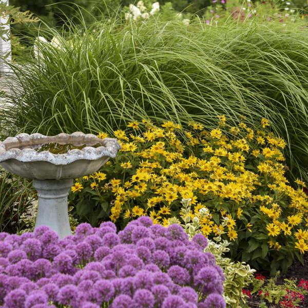 Tuscan Gold False Sunflower - Image 3