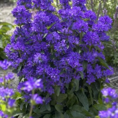 Freya Bellflower