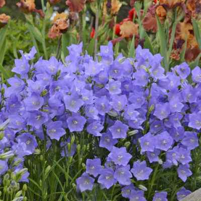 Takion Blue Bellflower
