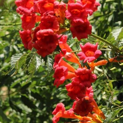 Flamenco Trumpet Vine